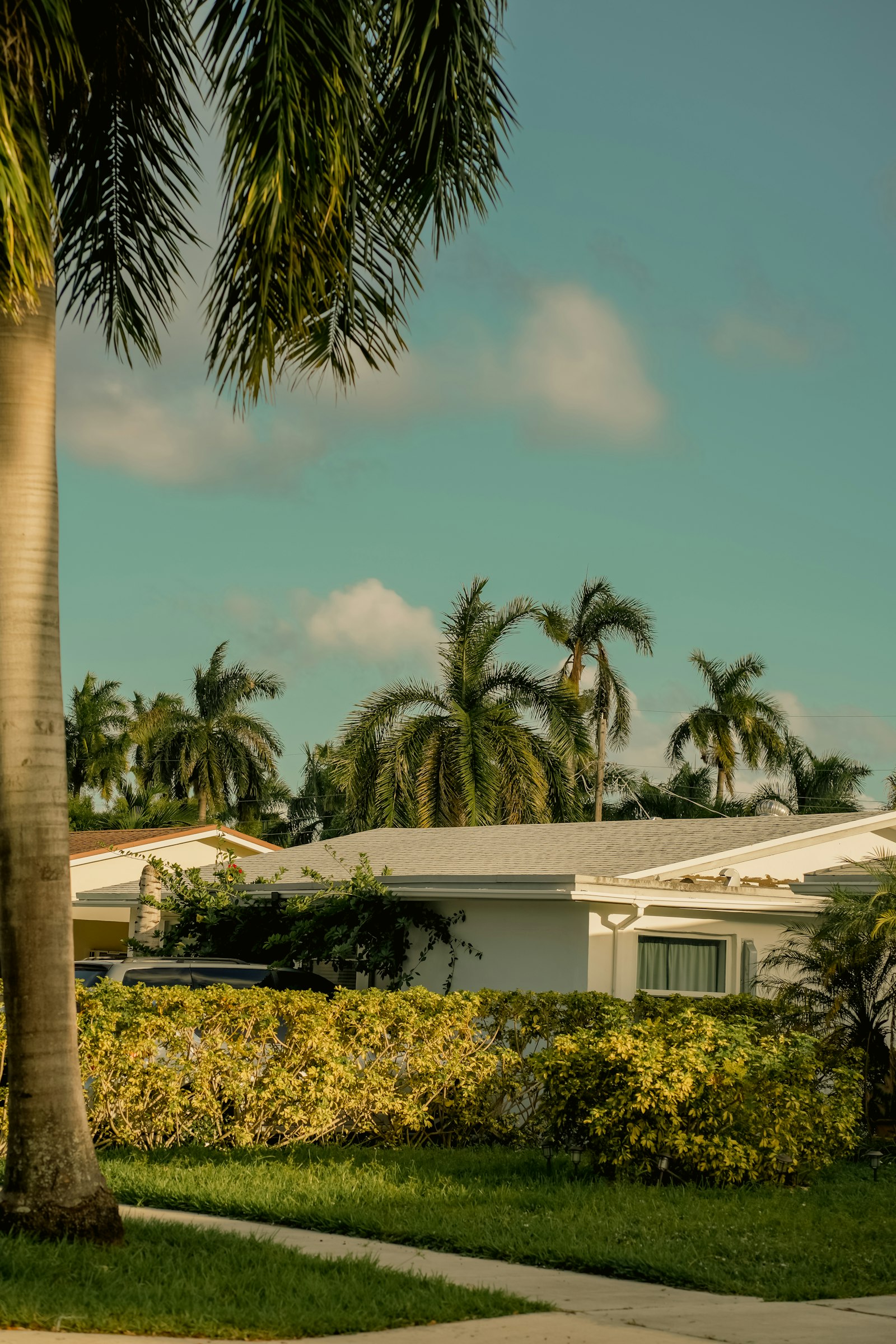 Typical Florida ranch home with palm trees